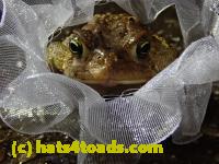 /home//u458753944/public_html/sourcegallery//Roxborough Toad Detour/2021/2021-03-31/P3310123.JPG